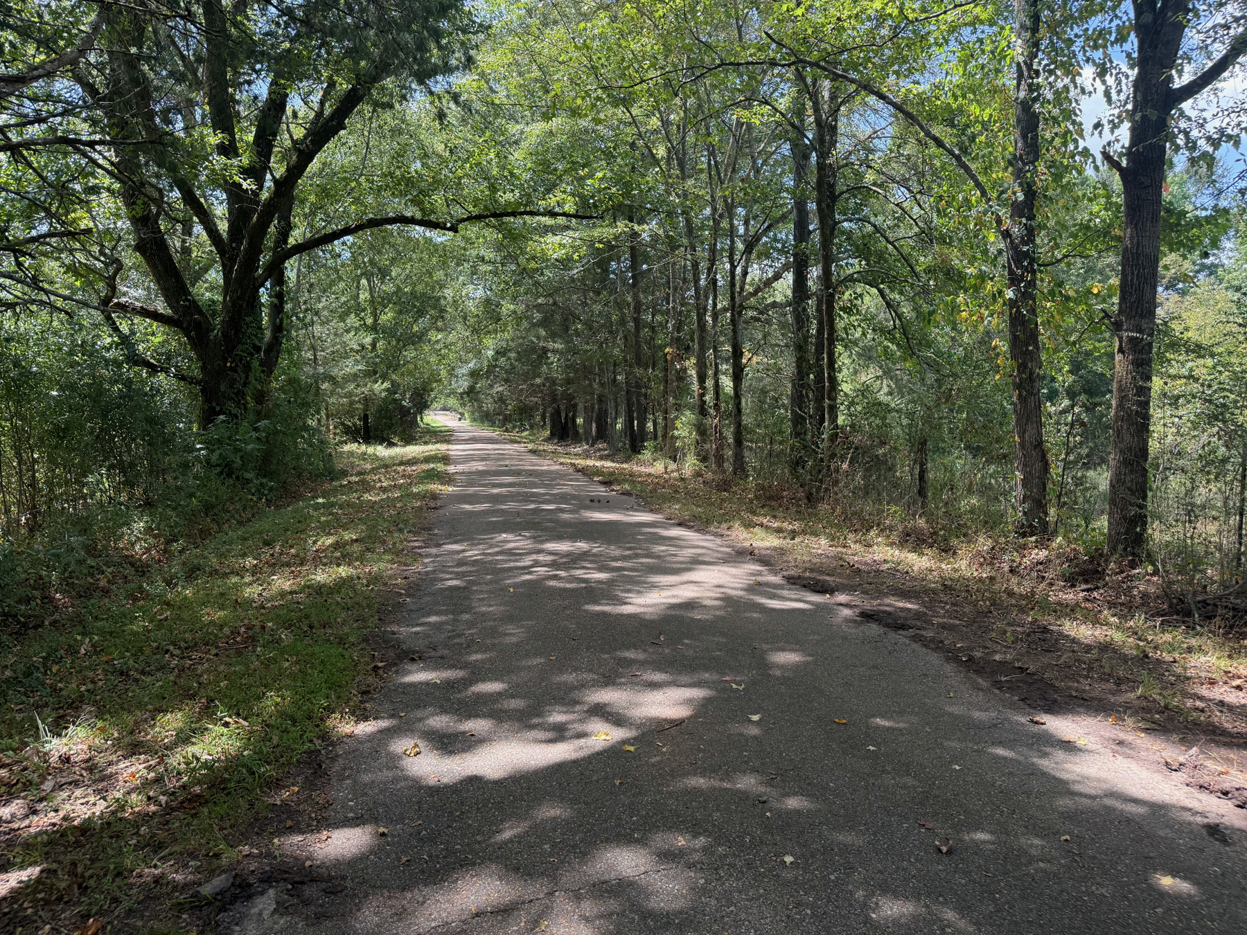Wooded road through the Camden property