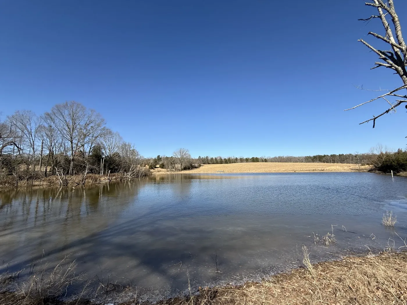 Carroll County 155-acre pasture, camp, hunting and cattle property