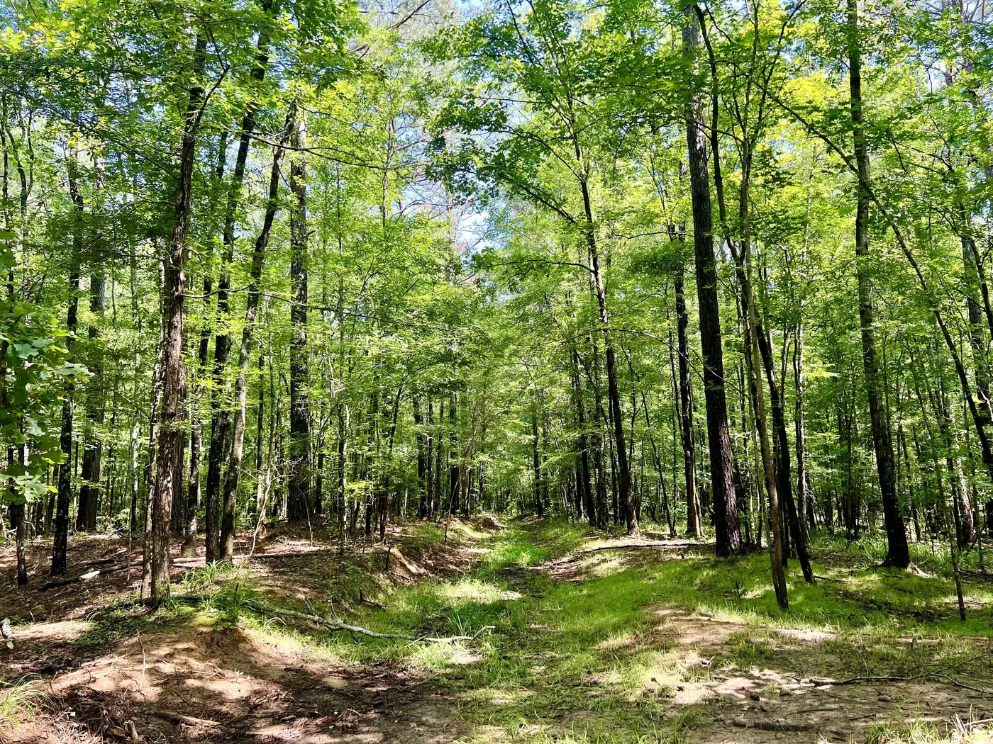 70± Acres, Madison County: Hunting / Timber